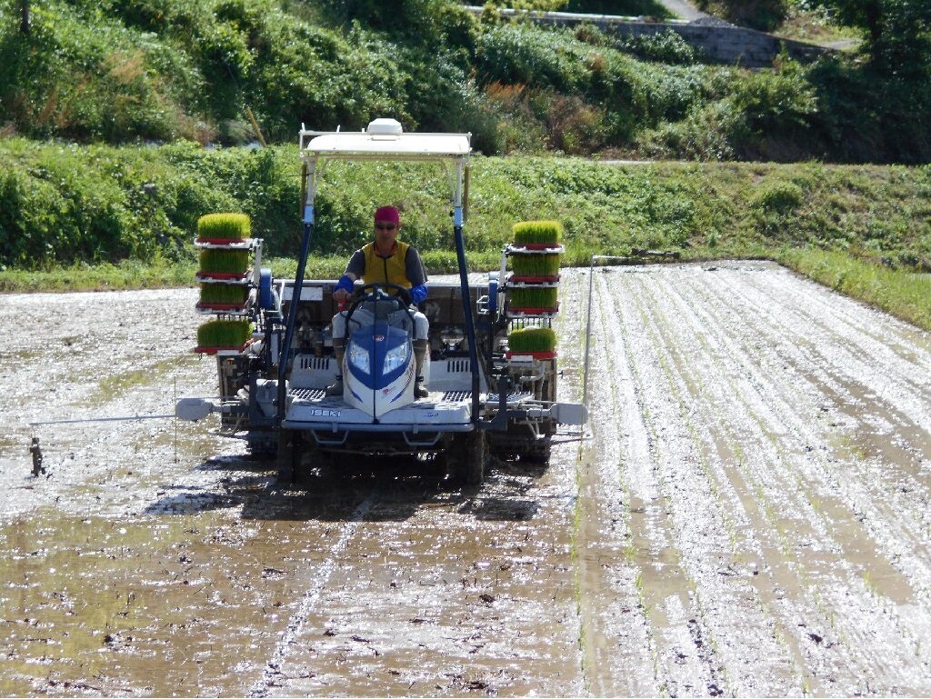 田植え