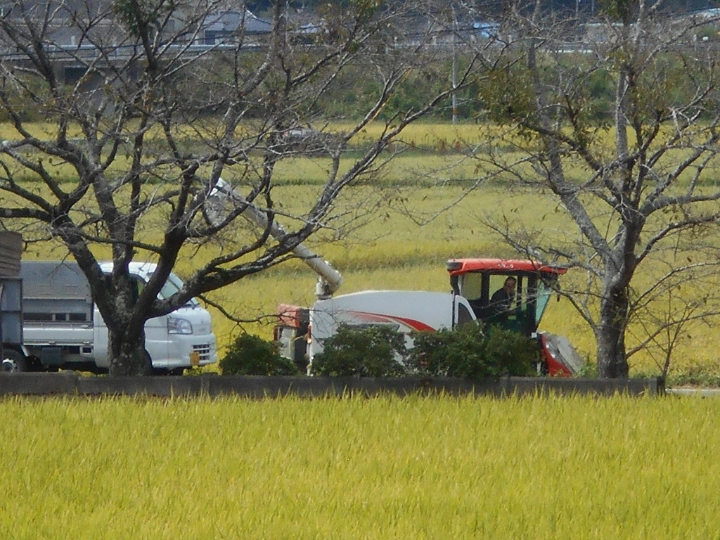 稲刈り